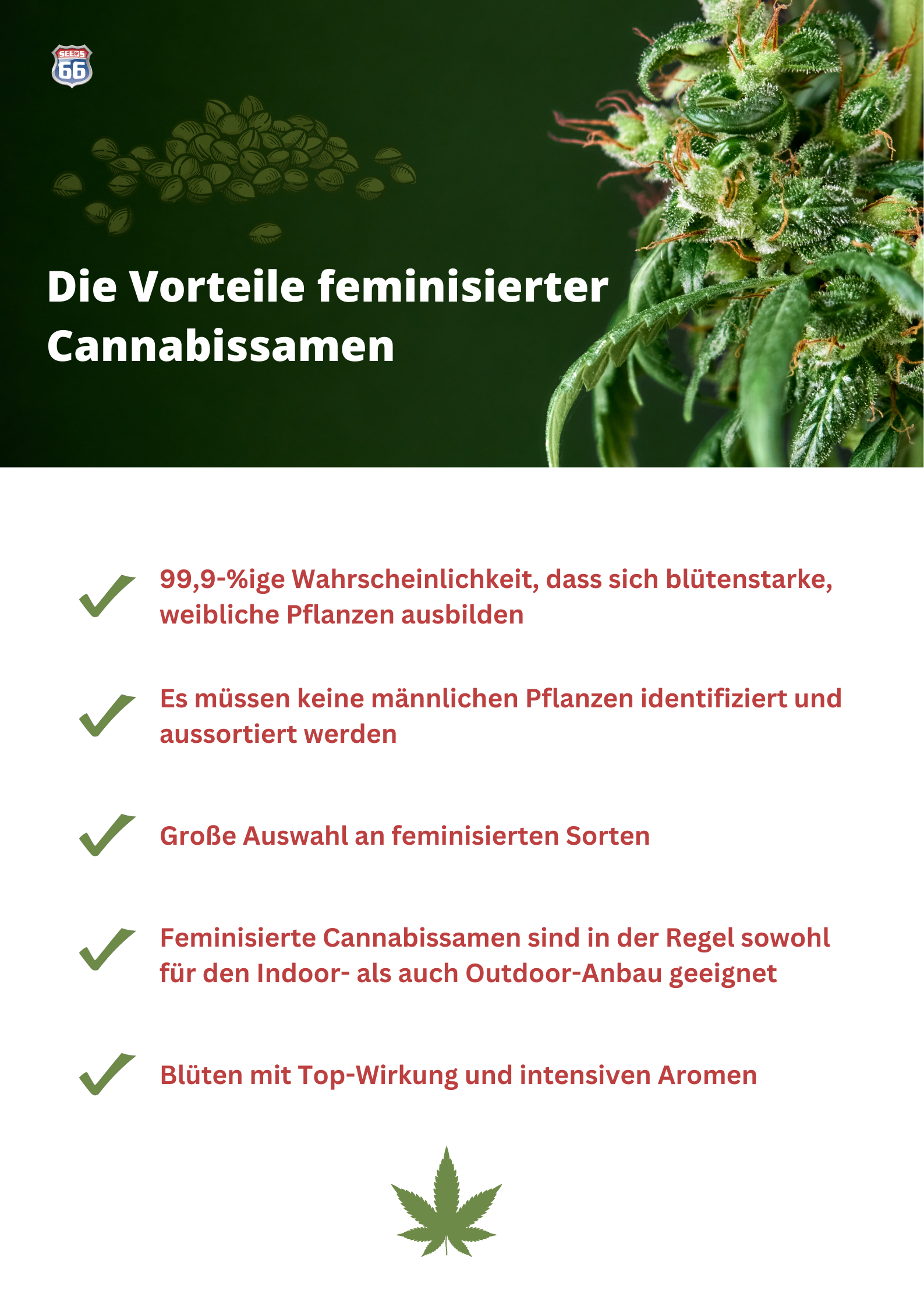 infografik_vorteile_feminisierte_cannabissamen