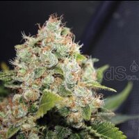 BCN Sour Diesel by Medical Seeds