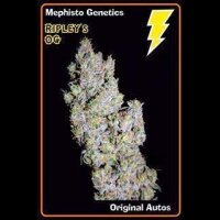 Ripleys OG Automatic - Mephisto Genetics