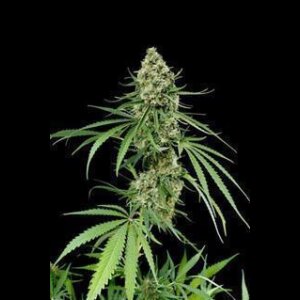 Critical + Autoflowering by Dinafem