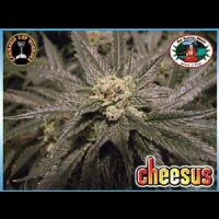 Cheesus - Big Buddha Seeds