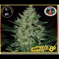 Freeze Cheese 89 - Big Buddha Seeds