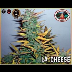 L.A. Cheese Feminised Seeds