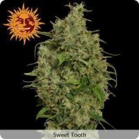 Sweet Tooth - Barneys Farm