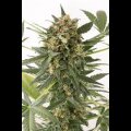 Kush´N´ Cheese Autoflowering by Dinafem