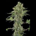 Moby Dick Automatic Feminised Seeds