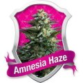 Amnesia Haze - Royal Queen Seeds