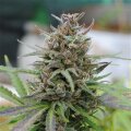 Baby Boom Automatic Feminised Seeds
