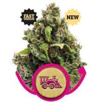 Candy Kush Express Fast Flowering by Royal Queen Seeds