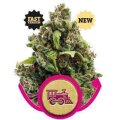Candy Kush Express Schnellversion - Royal Queen Seeds