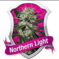 Northern Light Feminised Seeds
