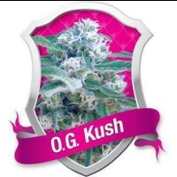 O.G. Kush Feminised Seeds