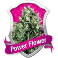 Power Flower - Royal Queen Seeds
