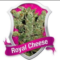 Royal Cheese FAST Feminisierte Samen 5 Seeds