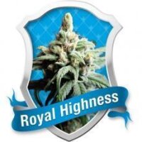 Royal Highness - Royal Queen Seeds