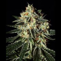 Cheese - Greenhouse Seeds