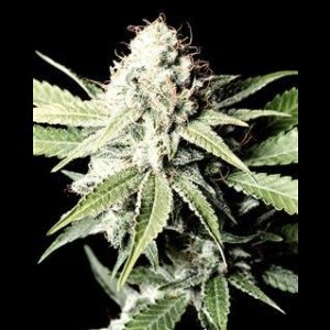 Great White Shark - Greenhouse Seeds