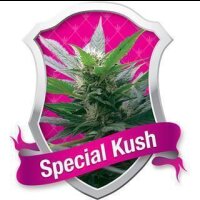 Special Kush #1 - Royal Queen Seeds