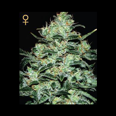 Moby Dick Feminisierte Samen 10 Seeds 7857