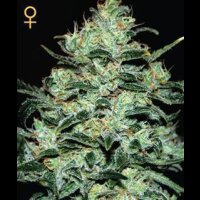 Moby Dick Feminised Seeds 10 Seeds