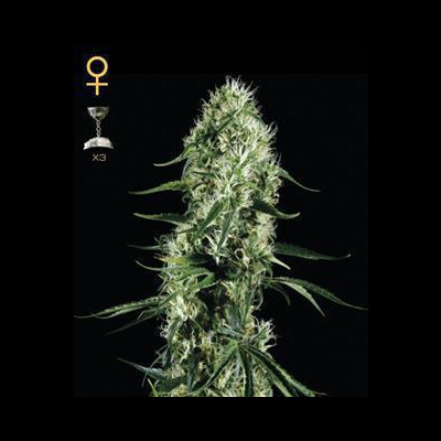 Amnesia Haze Feminisierte Samen 10 Seeds 9901