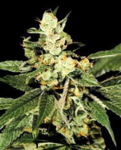 Train Wreck - Greenhouse Seeds