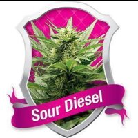 Sour Diesel Feminised Seeds