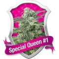 Special Queen #1 Feminised Seeds