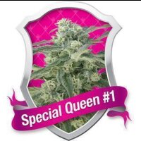 Special Queen #1 Feminisierte Samen 5 Samen