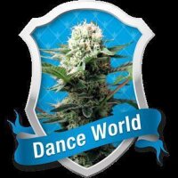 Dance World - Royal Queen Seeds