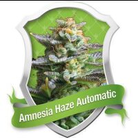 Amnesia Haze Automatic Feminised Seeds