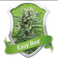 Easy Bud Auto - Royal Queen Seeds