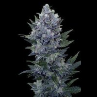 Northern Lights Auto - Royal Queen Seeds