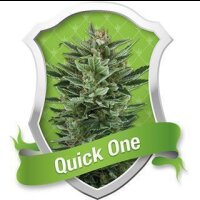 Quick One Automatic Feminised Seeds