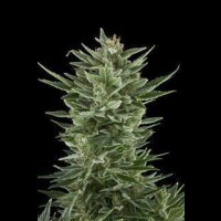 Quick One Automatic Feminised Seeds 3 Seeds