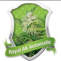 Royal AK Auto - Royal Queen Seeds
