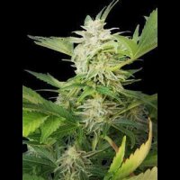 Royal AK Auto from Royal Queen Seeds - Seeds66