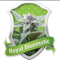 Royal Bluematic - Royal Queen Seeds