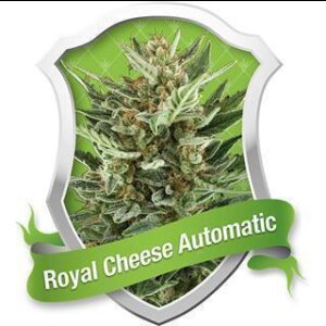 Royal Cheese Auto - Royal Queen Seeds
