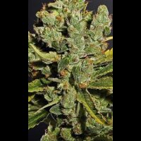 Royal Cheese Auto - Royal Queen Seeds