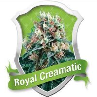 Royal Creamatic Automatic Feminised Seeds