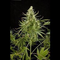 Royal Critical Automatic Feminised Seeds