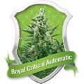 Royal Critical Auto - Royal Queen Seeds
