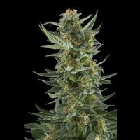 Royal Dwarf Auto from Royal Queen Seeds - Seeds66