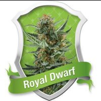 Royal Dwarf Automatic Feminised Seeds