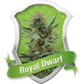 Royal Dwarf Automatic Feminised Seeds