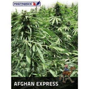 Afgahn Express Auto from Positronic Seeds
