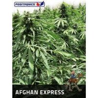 Afgahn Express Auto - Positronic Seeds