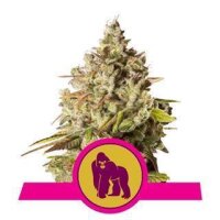 Royal Gorilla from Royal Queen Seeds 3 Seeds