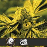 Cafe Racer from Blimburn Seeds